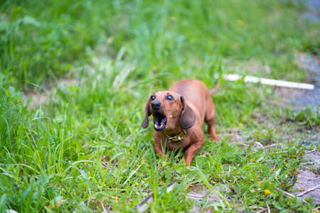 Angry dachshund growls teeth barkedの写真素材