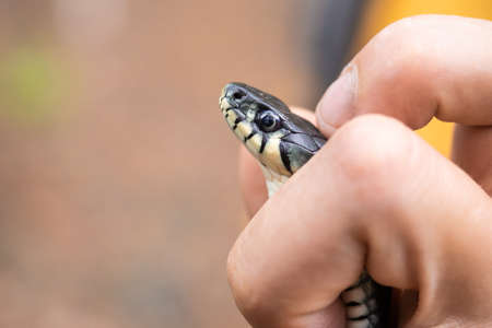 Small non-poisonous grass snake on the mans palmの写真素材