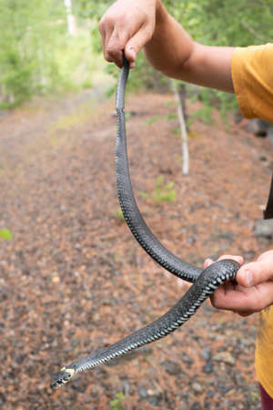 Small non-poisonous grass snake on the man's palm.の写真素材