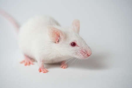 White mouse is cleaned and runs on a white backgroundの写真素材