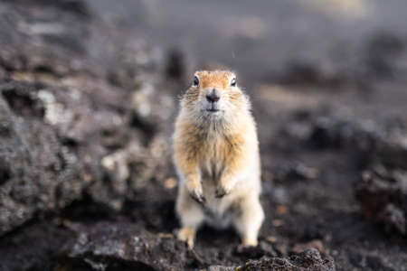 Cute funny gophers are looking into the camera,