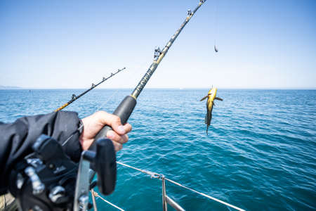 Fish in the hand of an angler. Rasp Sea Fishing