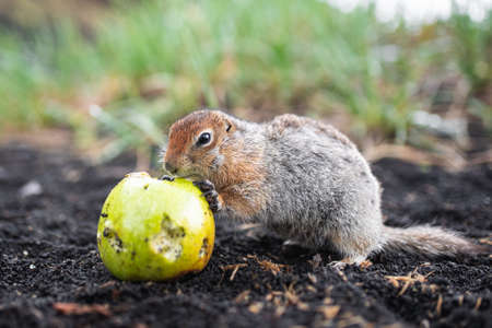 Cute funny gophers are looking into the camera,の写真素材