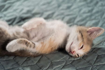 A kitten with a white belly and chest sleeps on its back with half-closed eyes. Funny pet.の写真素材