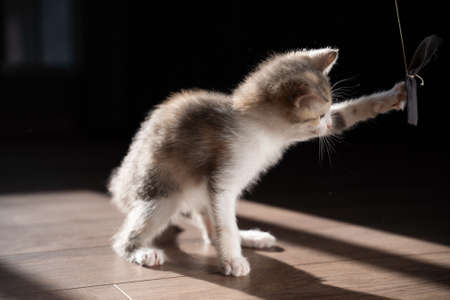 An active kitten plays with a bow on a string. Restless pets.の写真素材
