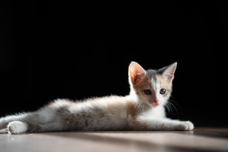 A beautiful kitten is stretched out on the parquet floor. He looks cute at the camera.
