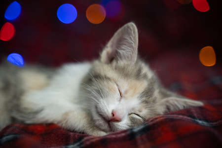 Best Christmas present. Cute sleeping kitten on the background of twinkling garlands.の写真素材