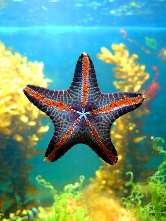 Photo of a beautiful starfish. An illustration for magazines about the nature.の写真素材