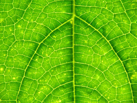Texture of a beautiful green leaf in a sunlight.の写真素材