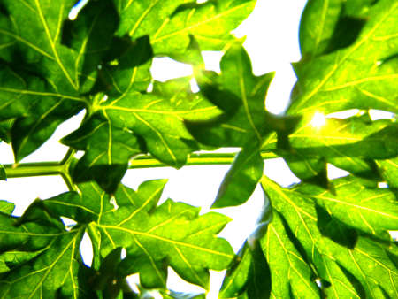 Photo of foliage of a tree through which the sun makes the way.の写真素材