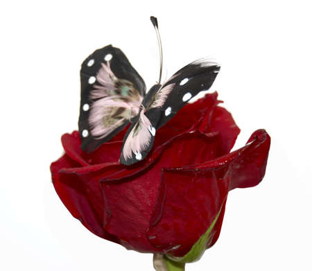 Beauty butterfly on a red rose, on a white background.の写真素材