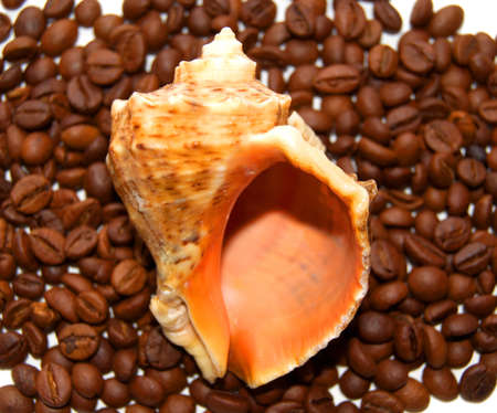 Beautiful big cockleshell on a background of coffee grains.