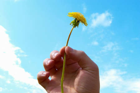 Woman hand holding small dandelion.