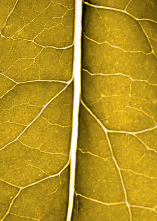 Background from a beautiful green leaf in a sunlight.の写真素材