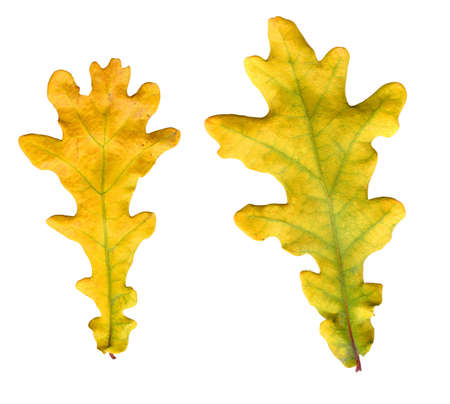 Autumn leaves.の写真素材