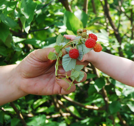 The children's hand reaches for a raspberry.の写真素材