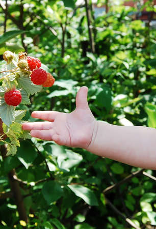 The children's hand reaches for a raspberry.の写真素材