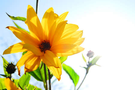 Sun Flower over the Blue Skyの写真素材