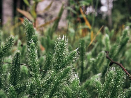 Fresh moist on the evergreen fir