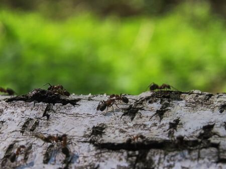 Black and red ants running and carrying loads on a birch tree close upの写真素材