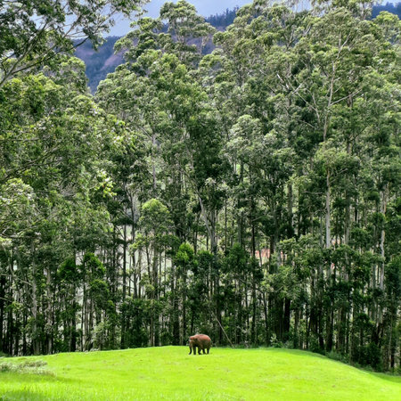 Elephant stands on lush green field against backdrop of massive majestic forest trees, creating contrast of wildlife scale, nature beautyの写真素材
