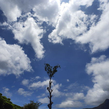 Unique tree naturally grown in shape of a heart, standing in open landscape, symbolizing love, romance, environmentの写真素材