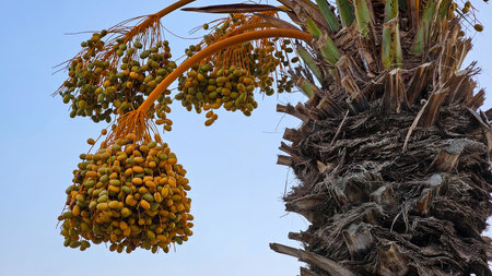 Ripe date clusters hanging from a palm tree against a clear sky, symbol of tropical harvest and...