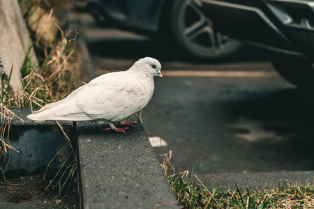 White Pigeon Perched On Curb Beside Parked Car, Alert Posture With Head Turned Toward Street, Urban Composition With Vehicle Shadow And Wet Pavement,