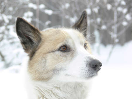 Dog with the devoted eyesの写真素材