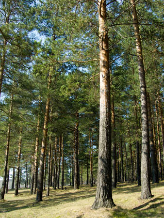 Spring wood
