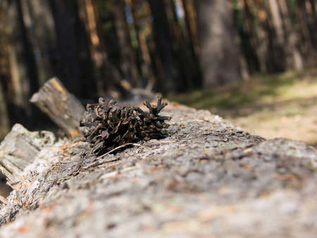 Pine conesの写真素材