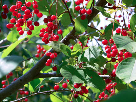 berries of red wild cherry