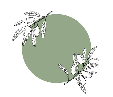 Graphics vector botanical black and white frame with olive branches and colored circleのイラスト素材