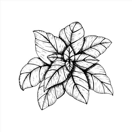 Graphics vector botanical illustrations with basil. Black line sketch with herbs and spices. Two versions - with and without fillingのイラスト素材