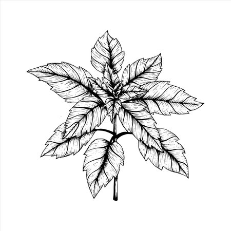 Graphics vector botanical illustrations with red basil. Black line sketch with herbs and spices. Two versions - with and without fillingのイラスト素材
