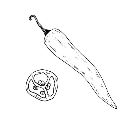 Graphics vector botanical illustrations with chili pepper. Black line sketch with herbs and spices. Two versions - with and without fillingのイラスト素材