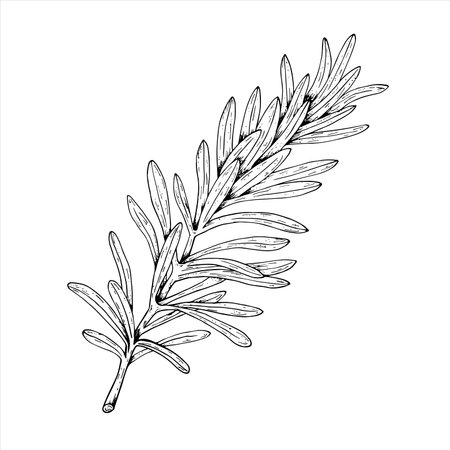 Graphics vector botanical illustrations with rosemary. Black line sketch with herbs and spices. Two versions - with and without fillingのイラスト素材