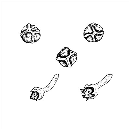 Graphics vector botanical illustrations with black pepper and cloves. Black line sketch with herbs and spices. Two versions - with and without fillingのイラスト素材