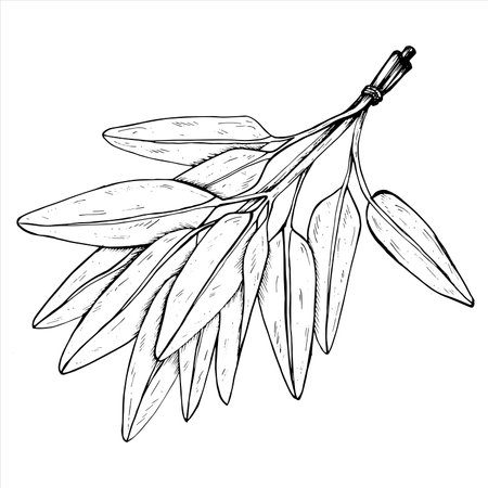Graphics vector botanical illustrations with sage. Black line sketch with herbs and spices. Two versions - with and without fillingのイラスト素材