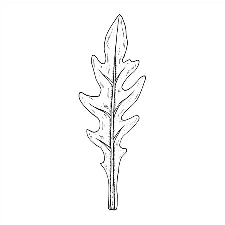 Graphics vector botanical illustrations with arugula. Black line sketch with herbs and spices. Two versions - with and without fillingのイラスト素材