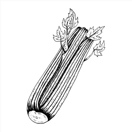 Graphics vector botanical illustrations with celery. Black line sketch with herbs and spices. Two versions - with and without fillingのイラスト素材
