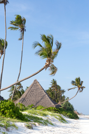 thatched bungalows on the white sandy beach on the ocean, surrounded by grass trees against the blue sky on the island of Zanzibarのeditorial素材