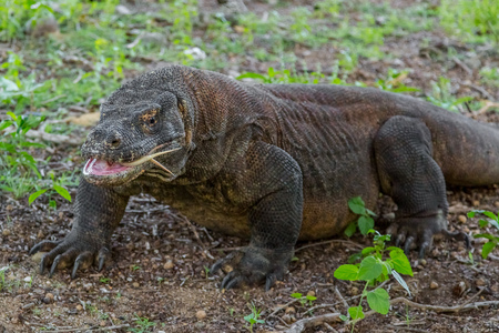 Island Komodo dragon with open mouth and tongue sticking outの写真素材