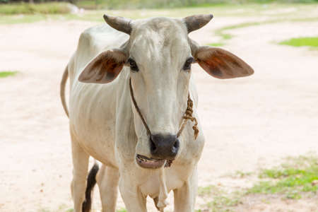 funny and cheerful white cow with open mouthの写真素材