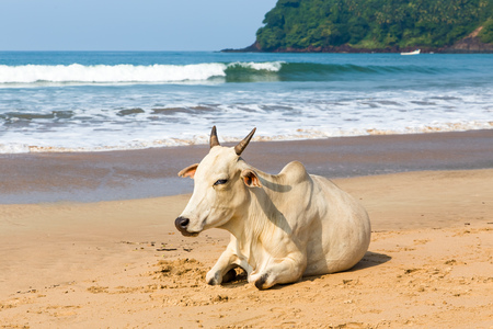 cows on the beach in the sand in India on sea and sky backgroundの写真素材