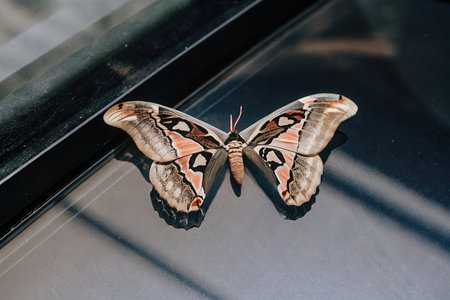 Butterfly on the window of a car in Rome, Italyの素材
