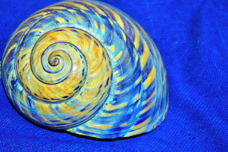 Sea shell on a blue background close-up macro photography of marine lifeの素材