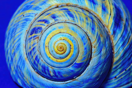 closeup of a blue and yellow seashell on a blue backgroundの素材
