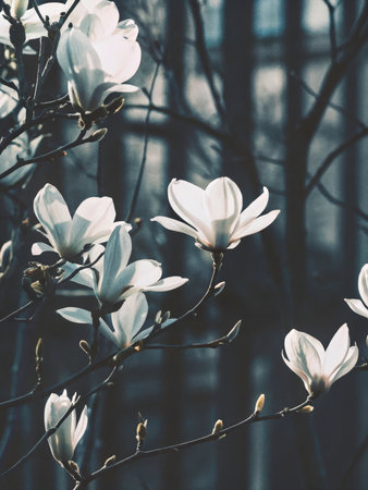 A stunning close-up captures the exquisite beauty of white flowers set against a dramatic, dark background. The composition highlights the flowersの素材