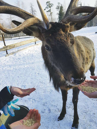 Maral A large Siberian deer with big horns in winter on a farm